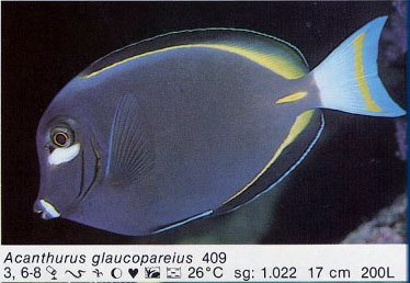 Acanthurus glaucopareius